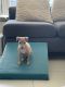 Italian Greyhound Puppies for sale in Pembroke Pines, FL, USA. price: $1,800