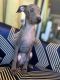 Italian Greyhound Puppies for sale in 20379 W Country Club Dr, Aventura, FL 33180, USA. price: $1,500