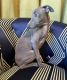 Italian Greyhound Puppies for sale in 20379 W Country Club Dr, Aventura, FL 33180, USA. price: $1,500