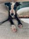 Italian Greyhound Puppies for sale in Uniontown, OH 44685, USA. price: $150