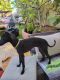 Italian Greyhound Puppies for sale in Las Vegas, Nevada. price: $1,700