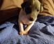 Italian Greyhound Puppies for sale in Southaven, MS 38671, USA. price: $1,200