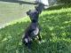 Italian Greyhound Puppies for sale in Jesmond, New South Wales. price: $2,800