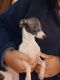 Italian Greyhound Puppies for sale in Toone, TN 38381, USA. price: $750
