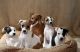Italian Greyhound Puppies for sale in New Orleans, LA, USA. price: NA