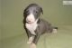 Italian Greyhound Puppies for sale in Huntsville, AL, USA. price: NA