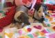Italian Greyhound Puppies for sale in Los Angeles, CA, USA. price: NA