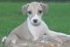 Italian Greyhound Puppies for sale in Buffalo, NY, USA. price: NA