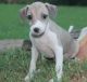 Italian Greyhound Puppies for sale in New Orleans, LA, USA. price: NA