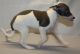 Italian Greyhound Puppies for sale in Albany, NY, USA. price: NA
