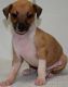Italian Greyhound Puppies for sale in Alma Center, WI 54611, USA. price: NA