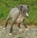 Italian Greyhound Puppies for sale in Richmond, VA, USA. price: NA