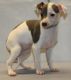 Italian Greyhound Puppies for sale in San Antonio, TX, USA. price: NA