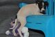 Italian Greyhound Puppies for sale in New York, NY, USA. price: NA