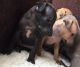 Italian Greyhound Puppies for sale in Hartford, CT, USA. price: NA