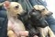 Italian Greyhound Puppies for sale in Salt Lake City, UT, USA. price: NA