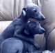 Italian Greyhound Puppies
