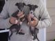 Italian Greyhound Puppies for sale in California St, San Francisco, CA, USA. price: NA