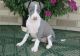 Italian Greyhound Puppies for sale in Mound, MN 55364, USA. price: $500