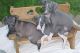 Italian Greyhound Puppies for sale in Brunswick, OH 44212, USA. price: $500