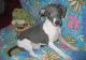 Italian Greyhound Puppies for sale in Salem, OR, USA. price: $600