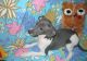 Italian Greyhound Puppies for sale in Abbeville, SC 29620, USA. price: NA