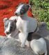 Italian Greyhound Puppies for sale in Nevada St, Newark, NJ 07102, USA. price: NA