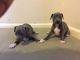 Italian Greyhound Puppies for sale in Lincoln, NE, USA. price: NA