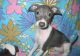 Italian Greyhound Puppies for sale in Bowling Green, KY, USA. price: NA