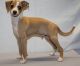 Italian Greyhound Puppies for sale in Rye, CO 81069, USA. price: NA