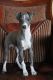 Italian Greyhound Puppies for sale in Sandusky, OH 44870, USA. price: NA