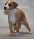 Italian Greyhound Puppies for sale in Detroit, MI, USA. price: $650