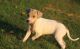 Italian Greyhound Puppies for sale in Powers Lake, ND 58773, USA. price: NA