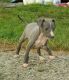 Italian Greyhound Puppies for sale in Torrance, CA, USA. price: NA