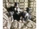 Italian Greyhound Puppies for sale in Houston, TX, USA. price: NA