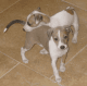Italian Greyhound Puppies for sale in El Dorado, AR 71730, USA. price: NA