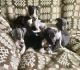 Italian Greyhound Puppies for sale in Austin, TX, USA. price: $400