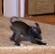 Italian Greyhound Puppies for sale in Frankfort, IN 46041, USA. price: NA