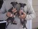 Italian Greyhound Puppies for sale in Dallas, TX, USA. price: NA