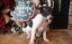 Italian Greyhound Puppies for sale in Garden City, ID, USA. price: NA