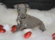 Italian Greyhound Puppies for sale in Los Angeles, CA 90023, USA. price: $500