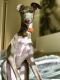 Italian Greyhound Puppies for sale in Bound Brook, NJ 08805, USA. price: NA