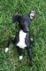 Italian Greyhound Puppies for sale in Voorhees Township, NJ 08043, USA. price: NA