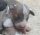 Italian Greyhound Puppies for sale in Quincy, MA, USA. price: $1,000