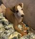 Italian Greyhound Puppies for sale in Indianapolis, IN, USA. price: NA