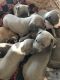 Italian Greyhound Puppies for sale in Newport Beach, CA 92660, USA. price: $950