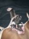 Italian Greyhound Puppies for sale in Haltom City, TX, USA. price: NA
