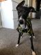 Italian Greyhound Puppies for sale in Phoenix, AZ, USA. price: $1,200