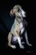 Italian Greyhound Puppies for sale in Fort Worth, TX, USA. price: NA