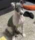 Italian Greyhound Puppies for sale in Miami, FL 33125, USA. price: NA